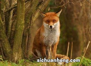 梦见狐狸扑向自己