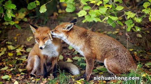 梦见狐狸扑向自己