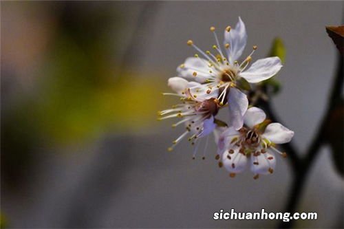 女人梦见树上开满白花