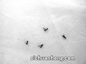 女人梦见被虫子咬手