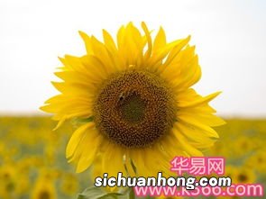 梦见向日葵花开的非常漂亮