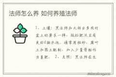 法师怎么养 如何养殖法师