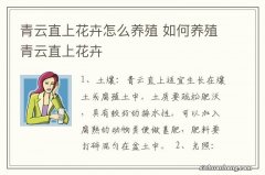 青云直上花卉怎么养殖 如何养殖青云直上花卉