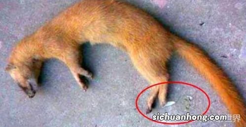 梦见黄鼠狼往身上扑甩不走