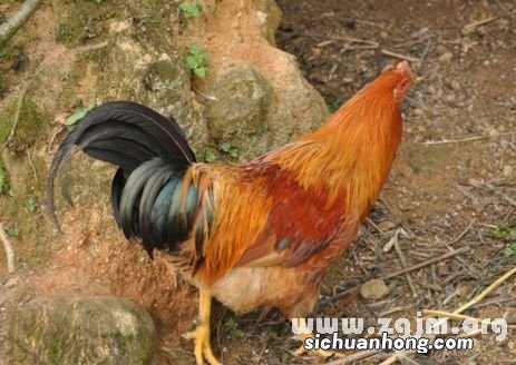 孕妇梦见公鸡是什么意思