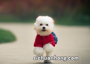 梦见养了一只小狗