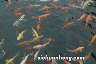 女人梦见捡到很多鱼