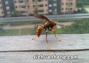 梦见黄蜂是什么预兆