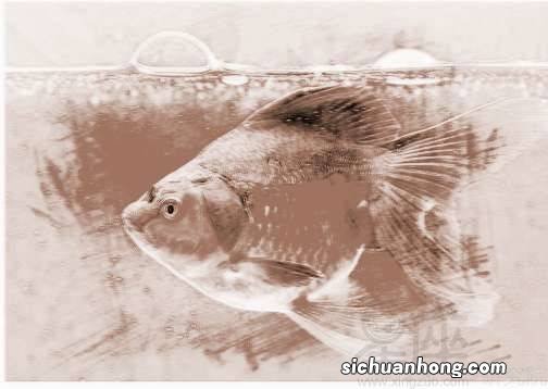 女人梦见好多小鱼在游