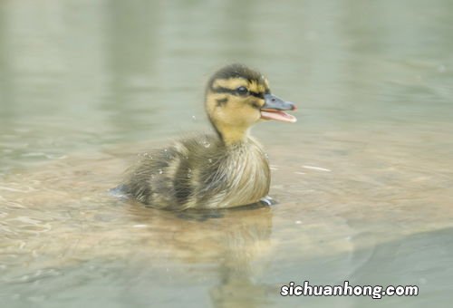 梦见幼小的鸭崽子