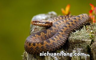 已婚女人梦见蛇进屋