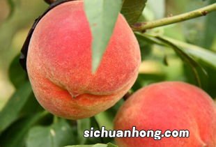 已婚女人梦见青桃子