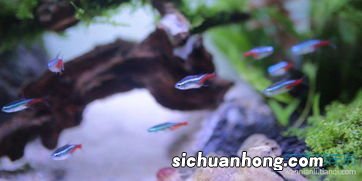 女人梦见很多小鱼苗