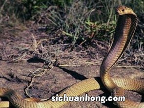 梦见被蛇追赶到处躲避