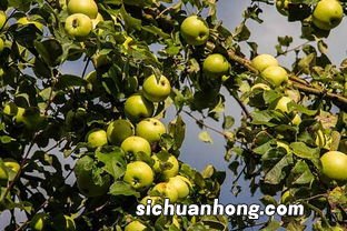 梦见好多苹果预示什么