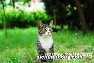 梦见一只猫是什么意思