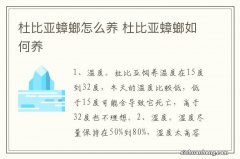 杜比亚蟑螂怎么养 杜比亚蟑螂如何养