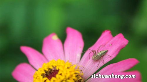 女人梦见很漂亮的假花