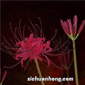 女人梦见很漂亮的假花