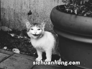 做梦梦见捉住一只猫