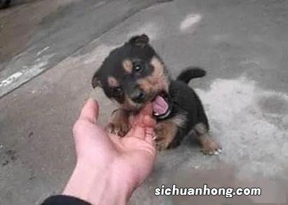 梦见让狗给咬了,还出血了