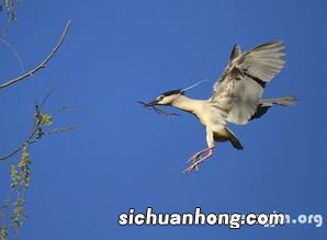 梦见大鸟是什么意思