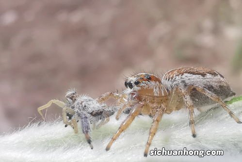 梦见密密麻麻的小蜘蛛在身上