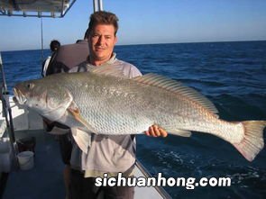 梦见一条巨大无比的红鱼