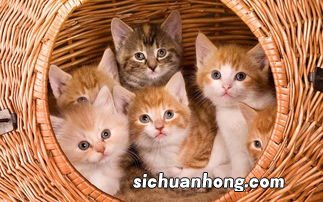 做梦梦见猫缠着我不放