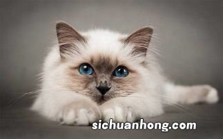 做梦梦见猫缠着我不放