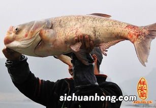 梦见自己用嘴咬着一条大活鱼