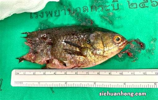 梦见自己用嘴咬着一条大活鱼