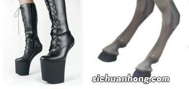 穿鞋子的动物是什么生肖