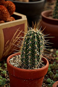 仙人球打一生肖