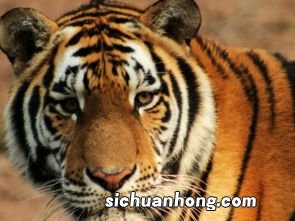 长长的胡子指什么生肖