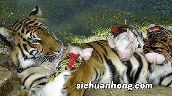 欲钱买跪乳的动物是什么生肖
