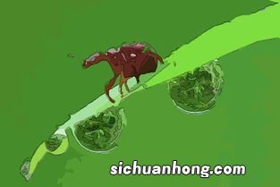 孕期总是梦见虫子