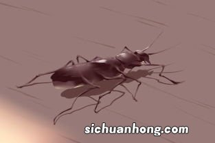 孕期总是梦见虫子