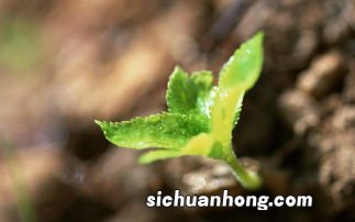 女人梦见植物发出新芽