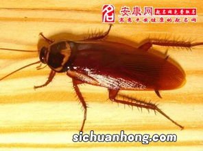 梦见蟑螂很多是什么意思