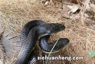 男人梦见长黑蛇