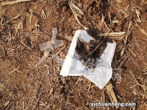 梦见从井里打捞上来一桶屎