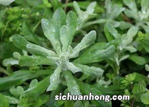 新鲜的清明草怎么保存