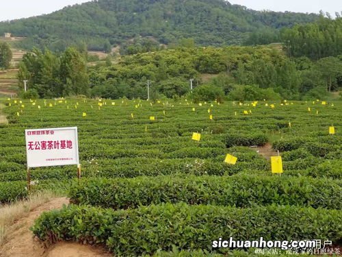 云南什么地方的茶叶最出名