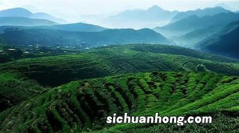 云南什么地方的茶叶最出名