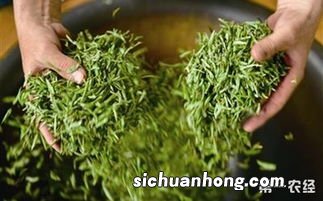 茶叶杀青主要是做什么