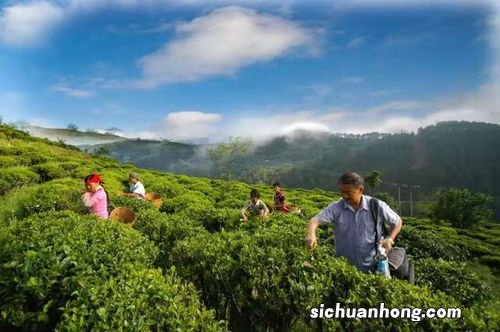 云南临沧的茶山名有什么