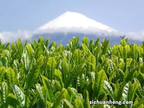 茶叶种植需要什么气候