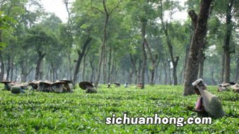 茶叶种植需要什么气候