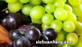 葡萄和提子的区别